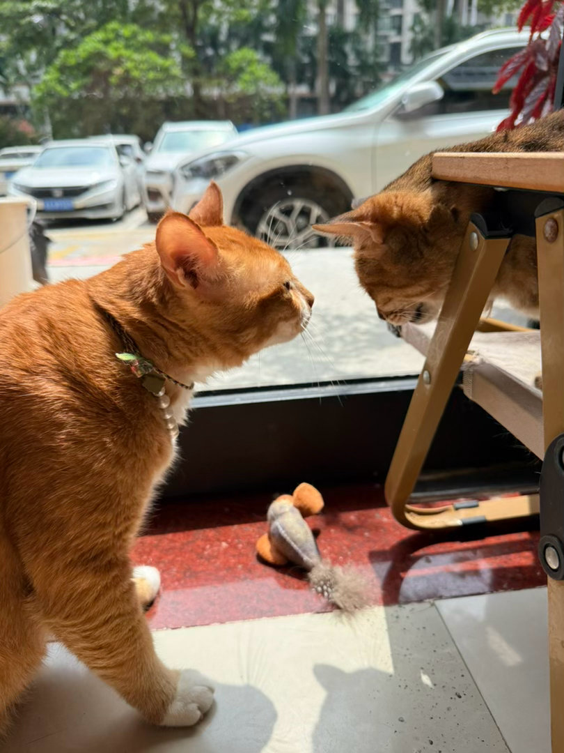 猫老了就干干的感觉，年轻的时候闪闪发亮，感觉猫咪的花期真的太短了，十几年的时间一