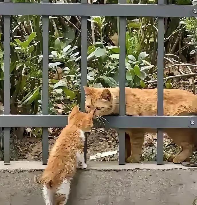 中秋节栅栏外那只大猫，彻底让我信了“万物有灵”！风尘仆仆蹲在那，眼睛死死盯着