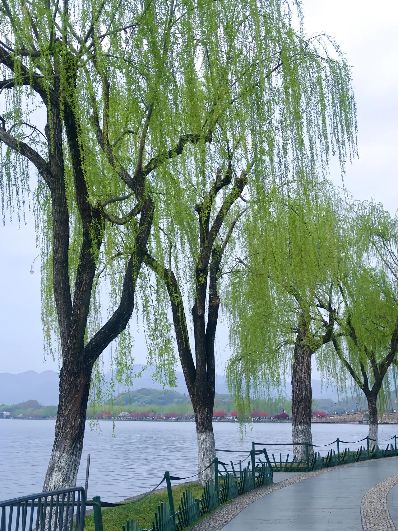 教师这个职业和其他职业有所不同，就拿医生来说，资历越老越受欢迎。但对于教师这个职