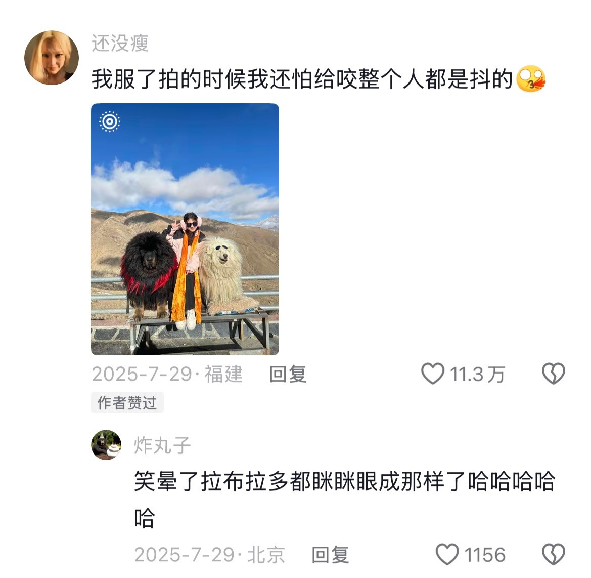 《当我夸大简历但仍得到了这份工作》评论区疑似拉布拉多受害者联盟哈哈哈哈哈哈哈哈