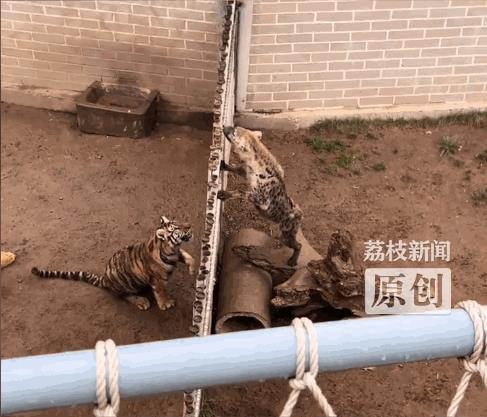 这天，一男子去动物园游玩，结果竟看到了一场“世纪大战”，直言值回了票价！一只鬣