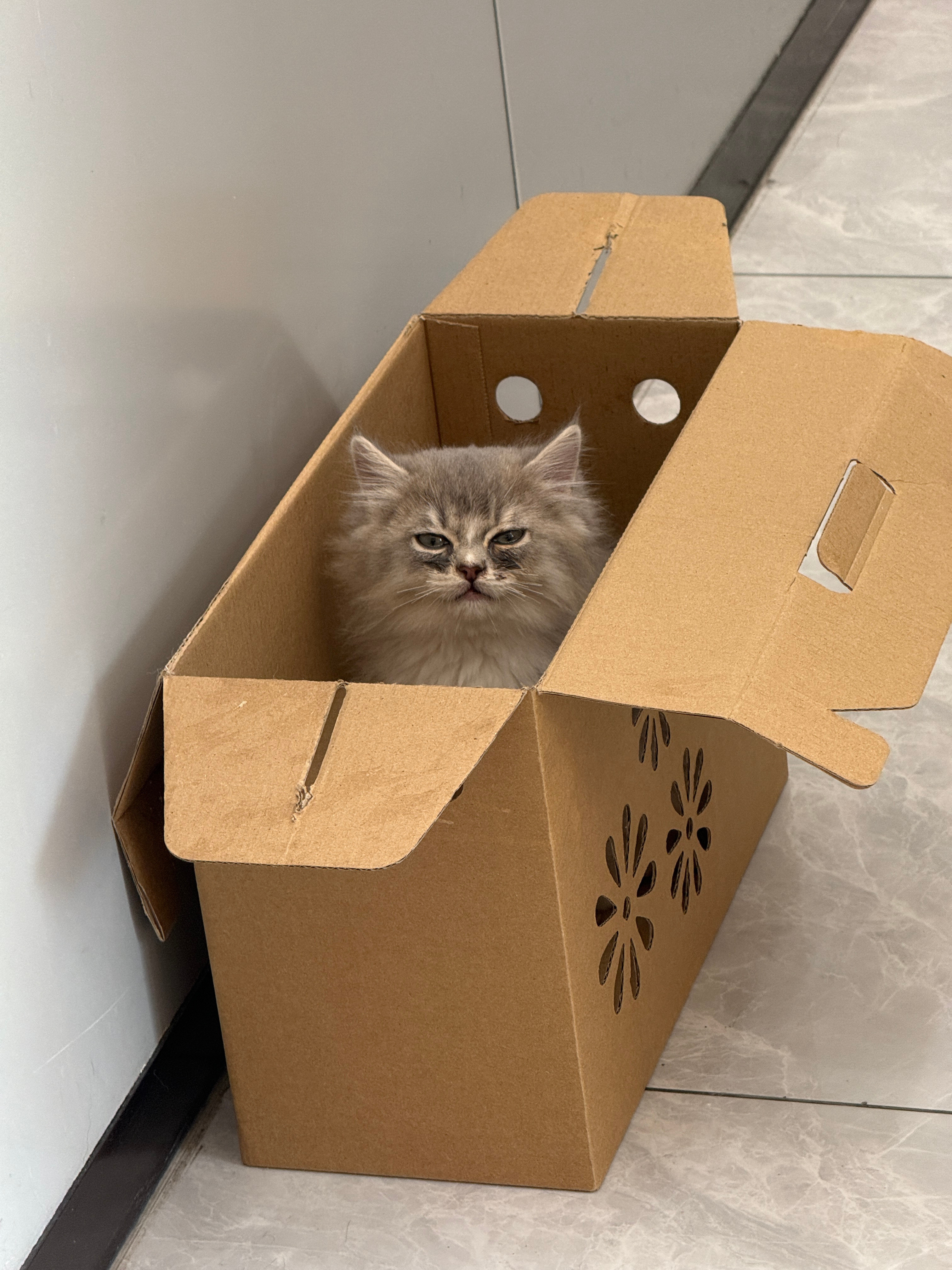 好萌的小小猫…只有巴掌那么大，在纸盒里特别乖（感觉自己已经成宠物医院每周末固定刷