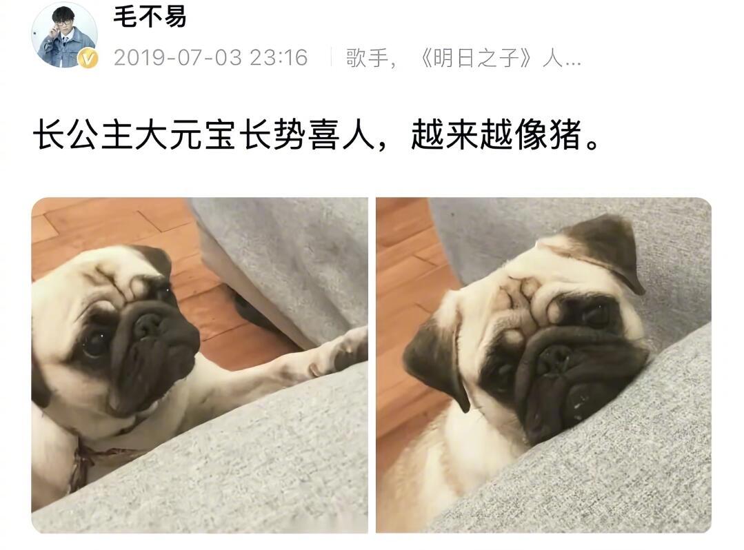 毛不易早期微博有种淡淡的幽默感…