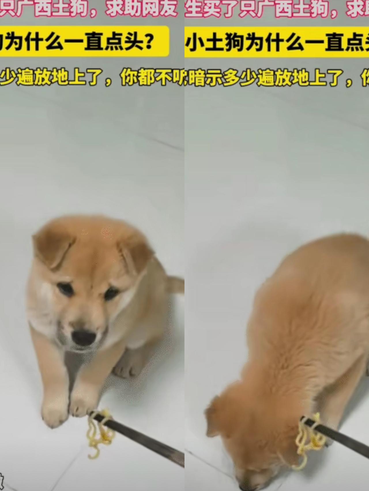 “太有灵性了！”安徽女生煮了碗面条喂刚买回来的土狗，筷子递到嘴边，小狗却死活