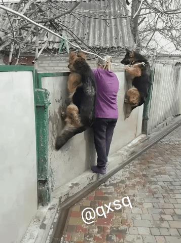 围墙内到底发生了什么，一定是令人好奇的事情。瞧这狗子和它的主人那全神贯注的模样，