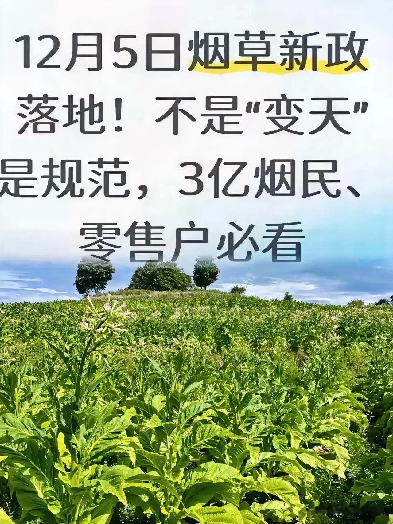 12月5日，烟草新政正式落地，这对3亿烟民和零售户而言影响颇大。新政不仅严查假烟