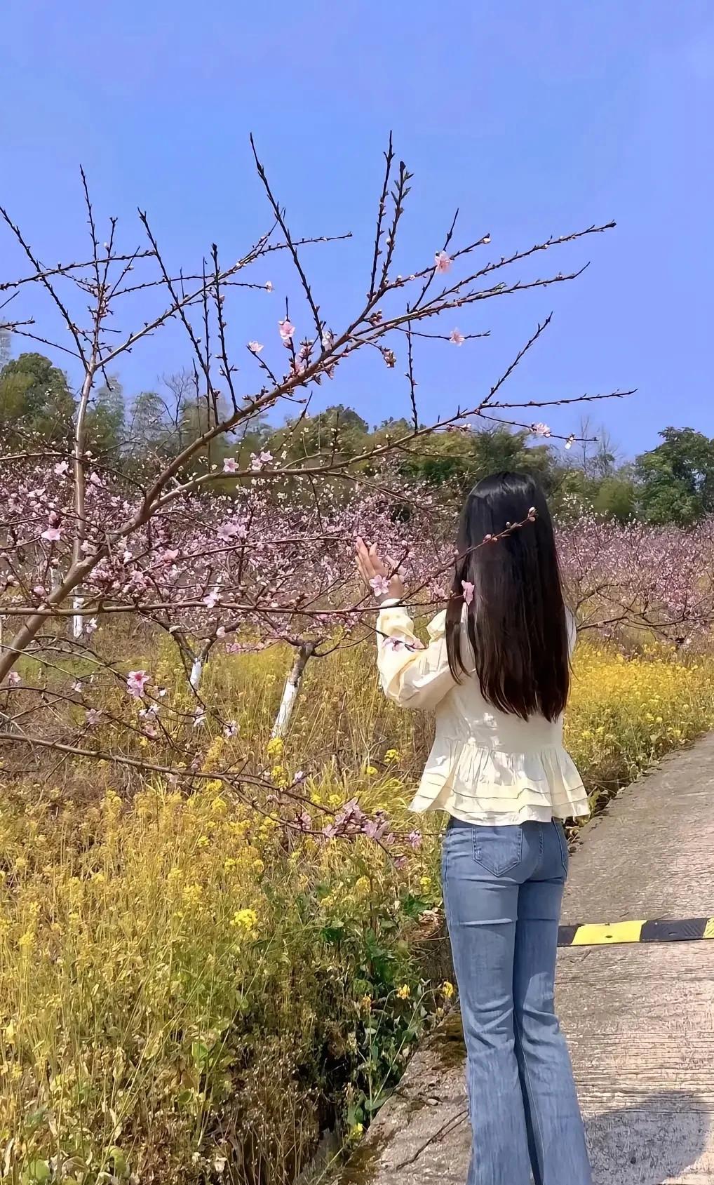 春天里的小确杏，赏花不误赶路时。