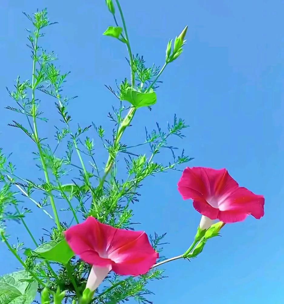 有父母在我们都是幸福的孩子父母哪天不在了俩嫂子就会收拾我我有两个枕边风哥哥