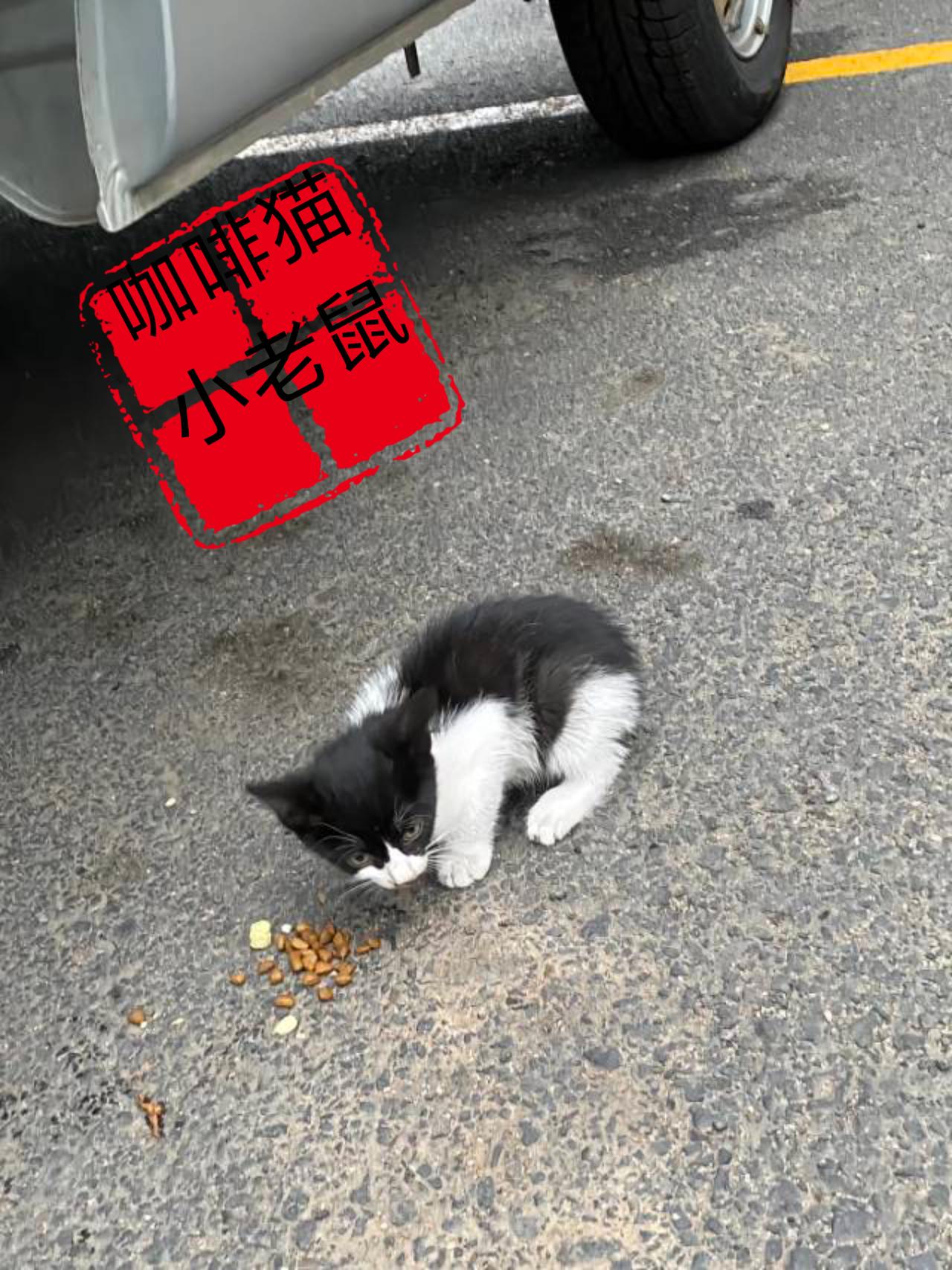 年纪还尚未成年的小猫，就开始出来流浪了，看到眼前的这心酸一幕，你是否会被震惊到？