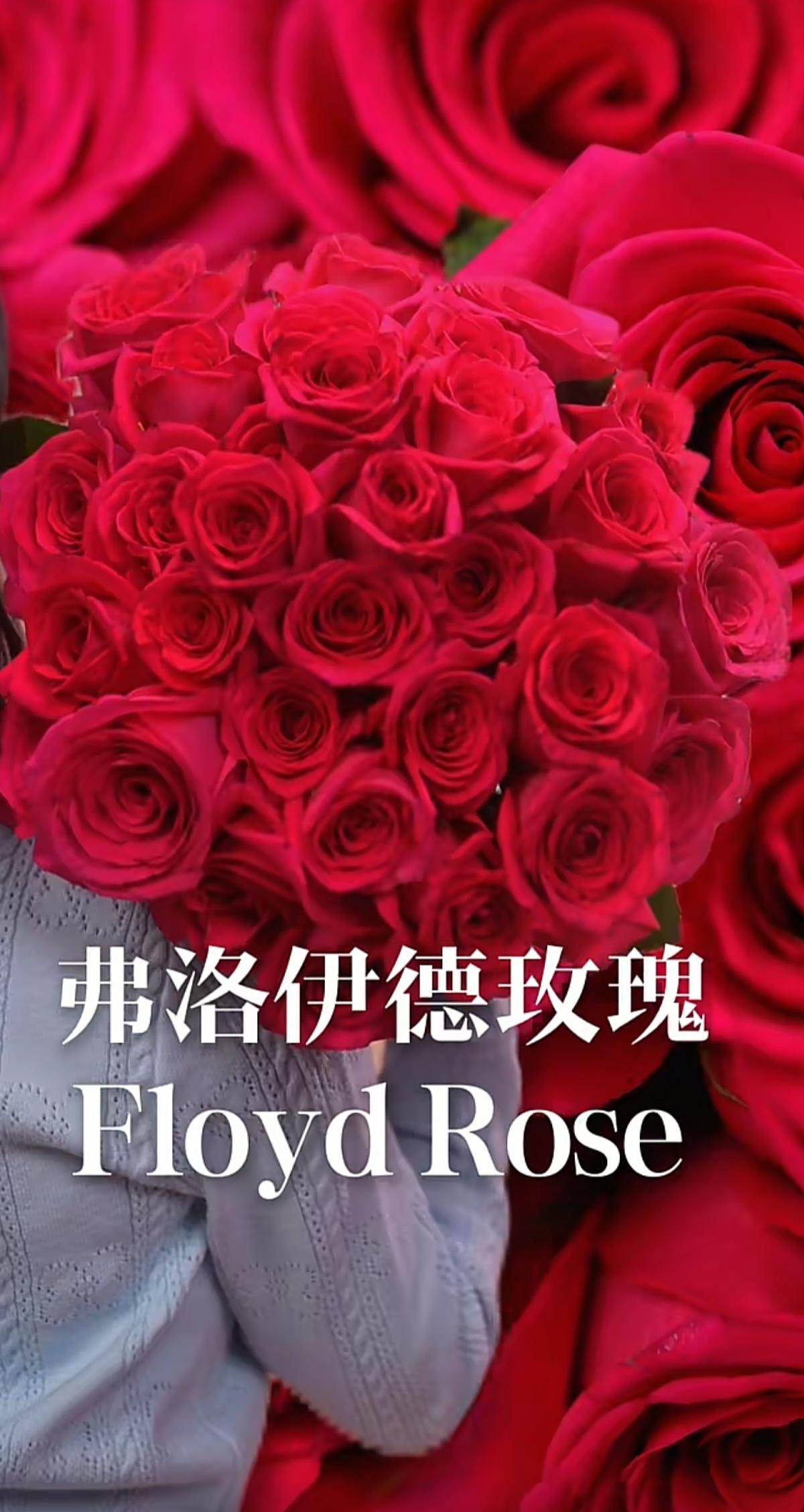 云南的风里，花开成海，山河入梦。哪一束斑斓，入你心怀？云南春日赏花