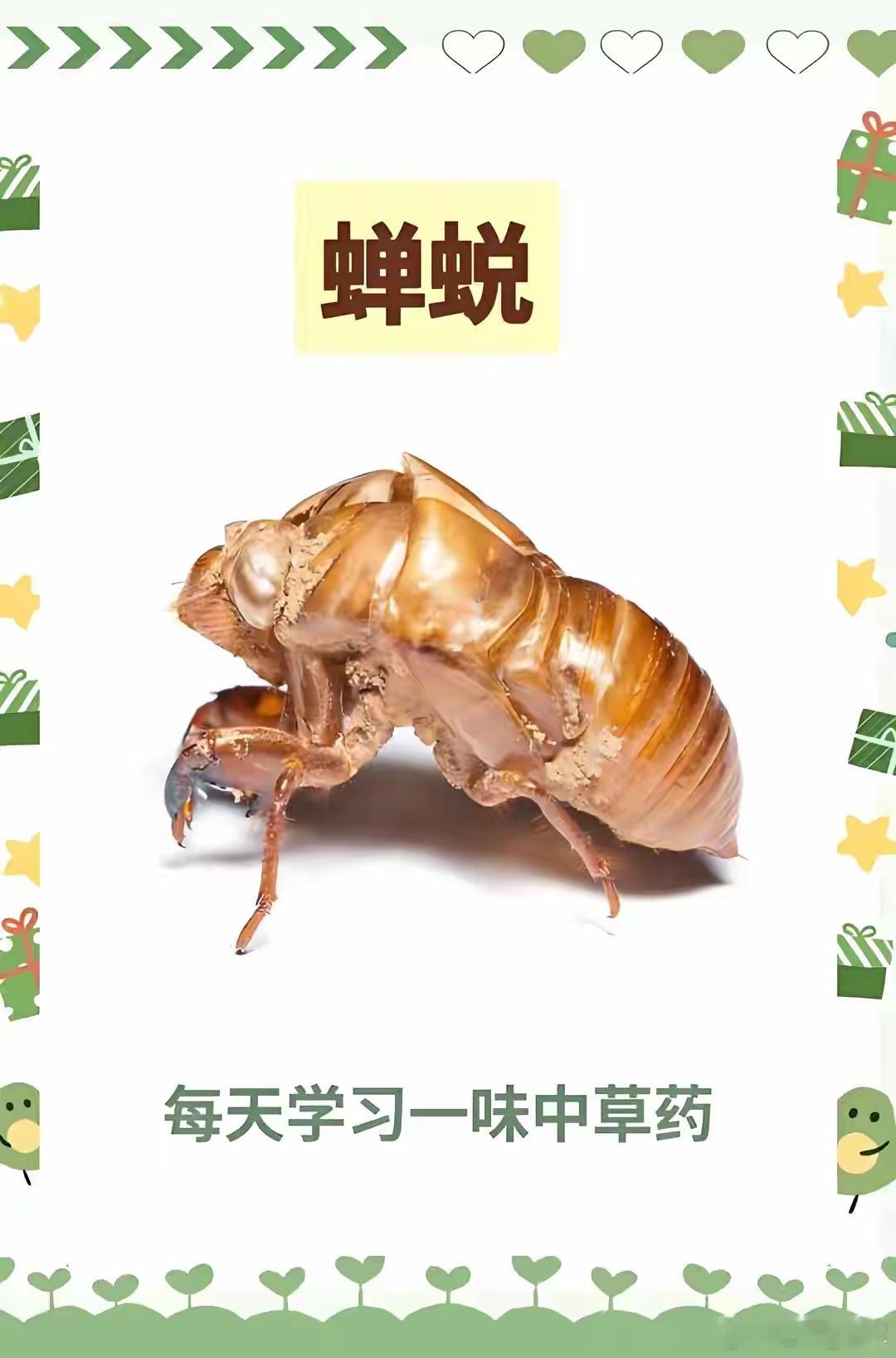 一味蝉蜕，可以解决诸多疑难杂症。夏天，最显著的莫过于蝉鸣。蝉的幼虫生活在地下，它
