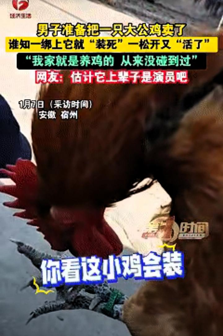 笑不活了！近日安徽宿州，男子准备卖掉家中养的大公鸡i，没想到刚把公鸡提起来绑，刚