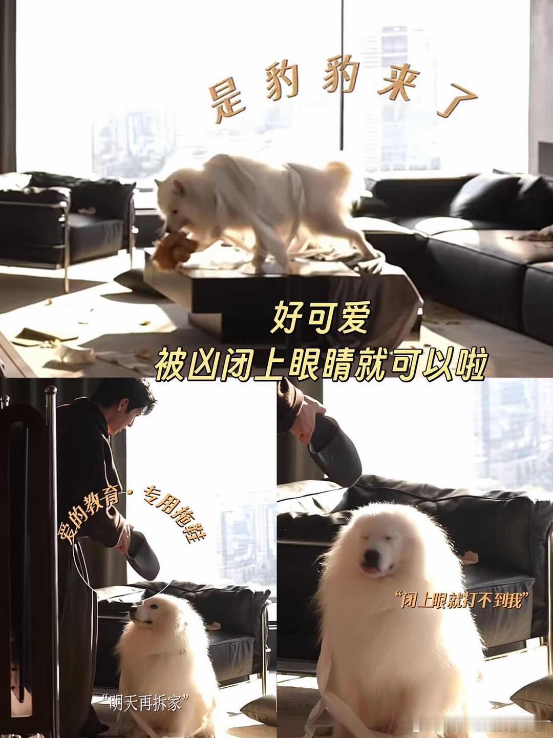 井柏然孙千现场抢狗你们两个在现场自我介绍完了也是闲不住呀，竟然直接开始抢起狗来了