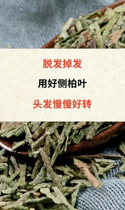 脱发掉发用好侧柏叶头发慢慢好转侧柏叶，中药名。为柏科植物侧柏的干燥枝梢和