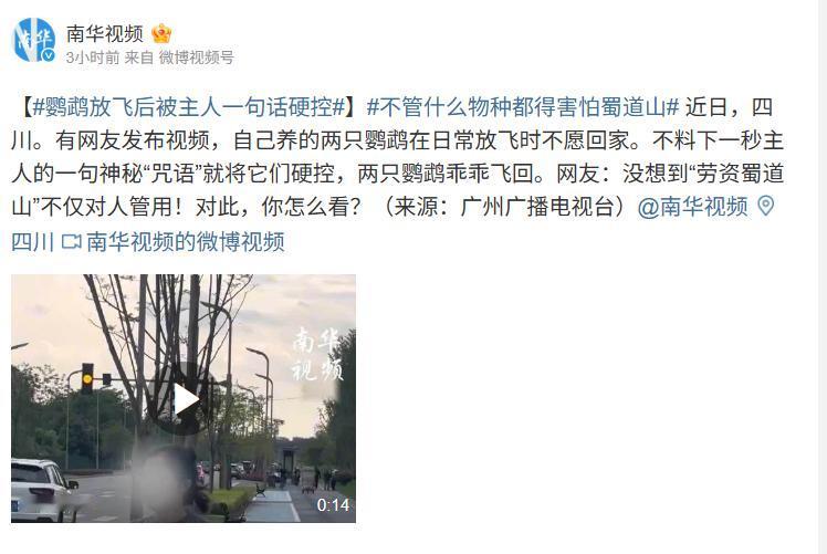恐怖如斯！5月15日报道，四川一户外女博主带着自己的两只鹦鹉放风，结果回家时两小