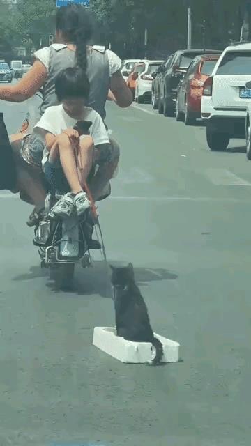 加挂小拖车，出门也不落下小猫咪。