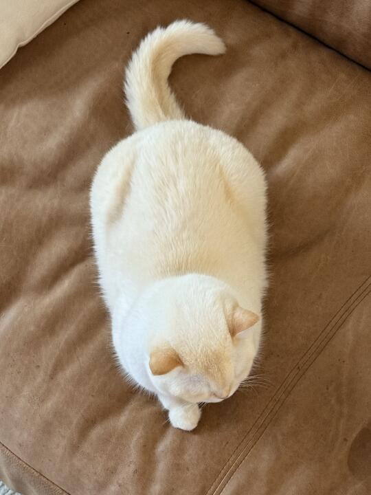 软软的面包猫猫出炉