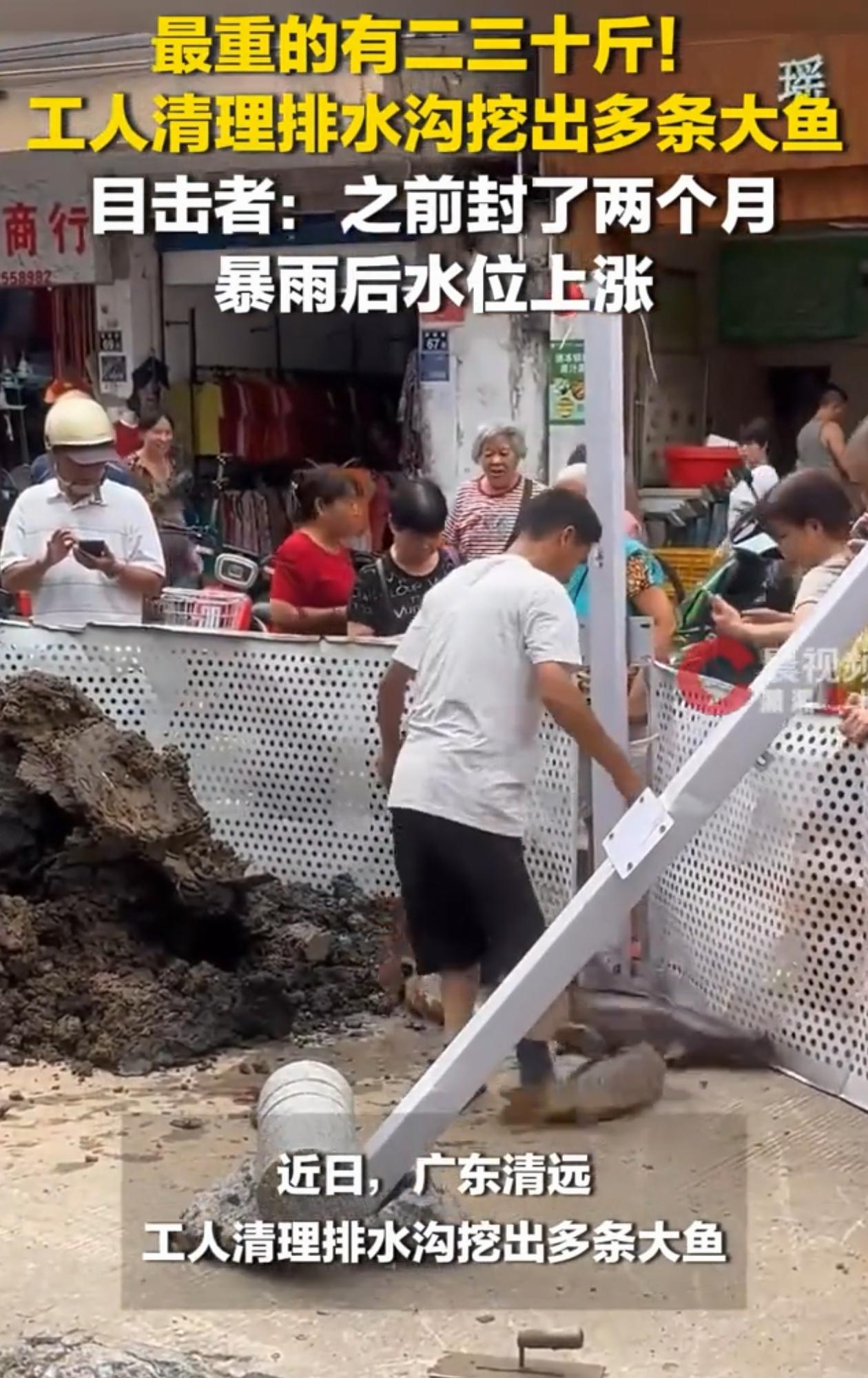 “加餐了！”广东清远，工人去清理堵住的排水沟，挖开之后却发现里面有好几条大鱼在蹦