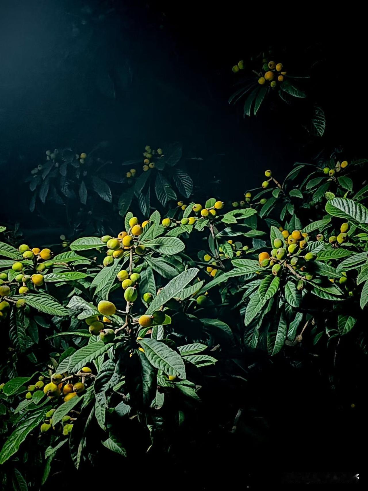 静谧夜晚，繁星点点，照亮了这片绿意盎然的果园麦熟了农忙生活分享美好的田园生活,