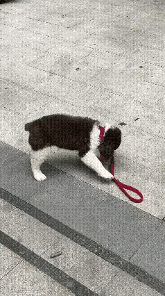 看着很是心酸！一男子准备回老家过年，觉得带着狗狗不方便，于是假装带狗狗逛街，在一