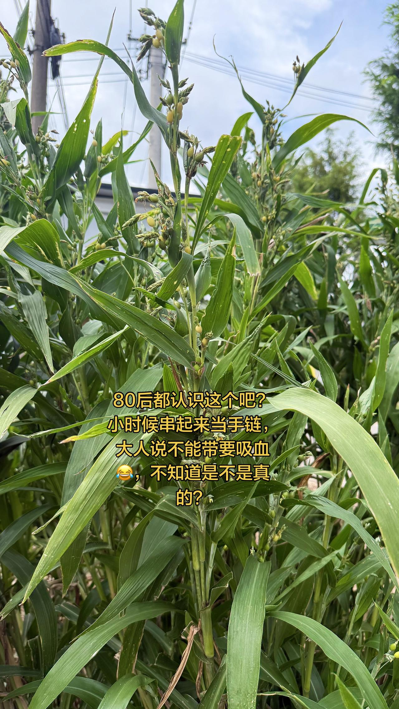 小时候听大人说，这玩意儿要吸血😂，来个人说说是不是真的？