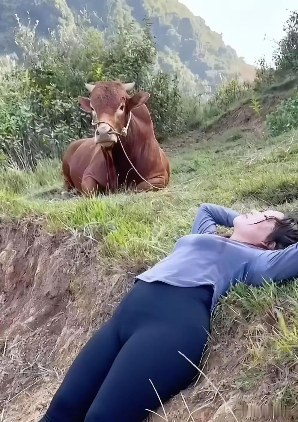 这头牛心里一定在嫌弃这个女的，穿得花里胡哨，坐没坐姿站没站姿，躺在那儿比小牛还没