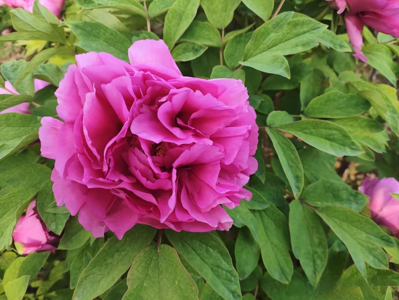 春天一到，百花盛开的景象简直绝了！公园里道路旁处处春意盎然，樱花、梨花、海棠、