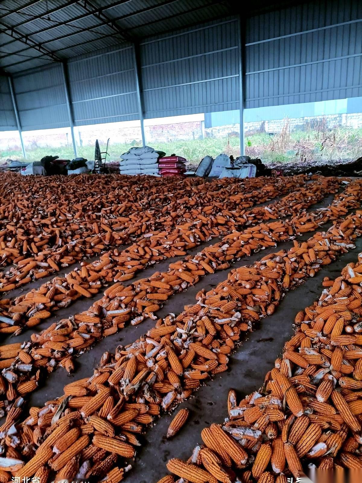 前天刚搭上去的玉米架子，今天又一车一车地给卸下来了。我看着我爸推着那辆吱呀作响