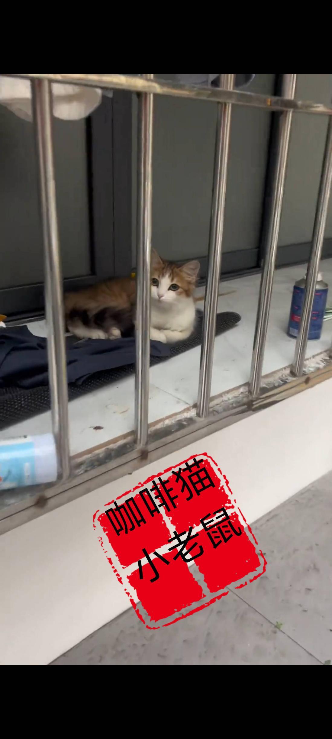 这又是一次流浪猫悲惨而又伤感的一幕，在猫咪的主人搬离出这栋房子以后，他就直接被自