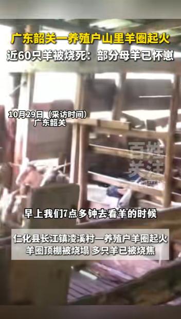“必须严惩！”10月25日，广东韶关，一男子在山上养羊，结果早上去喂羊的时候发现