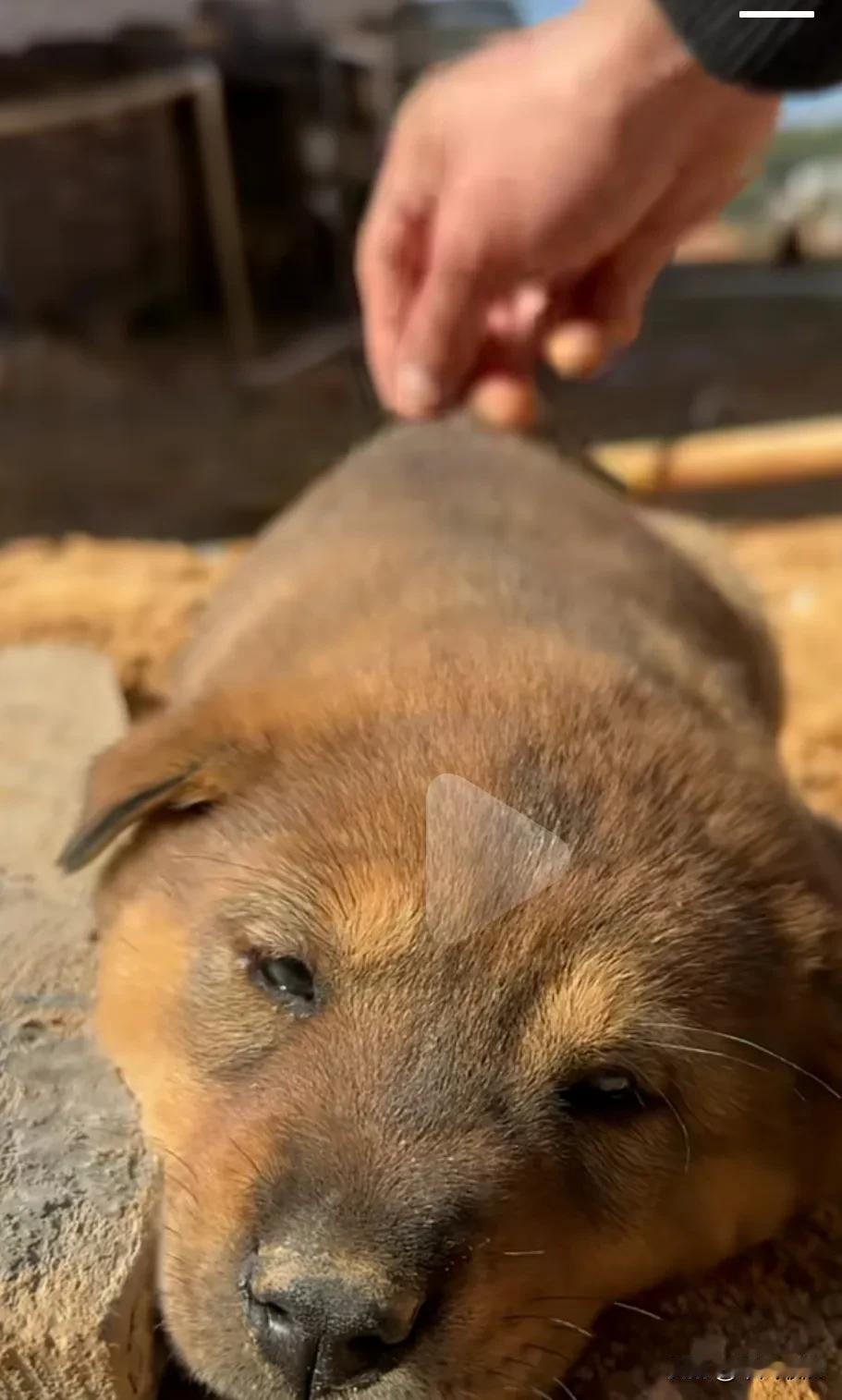 中华田园犬幼崽躺卧着睡觉时，主人故意逗它掐它的屁股，它就会哼哼唧唧地叫唤，只要你