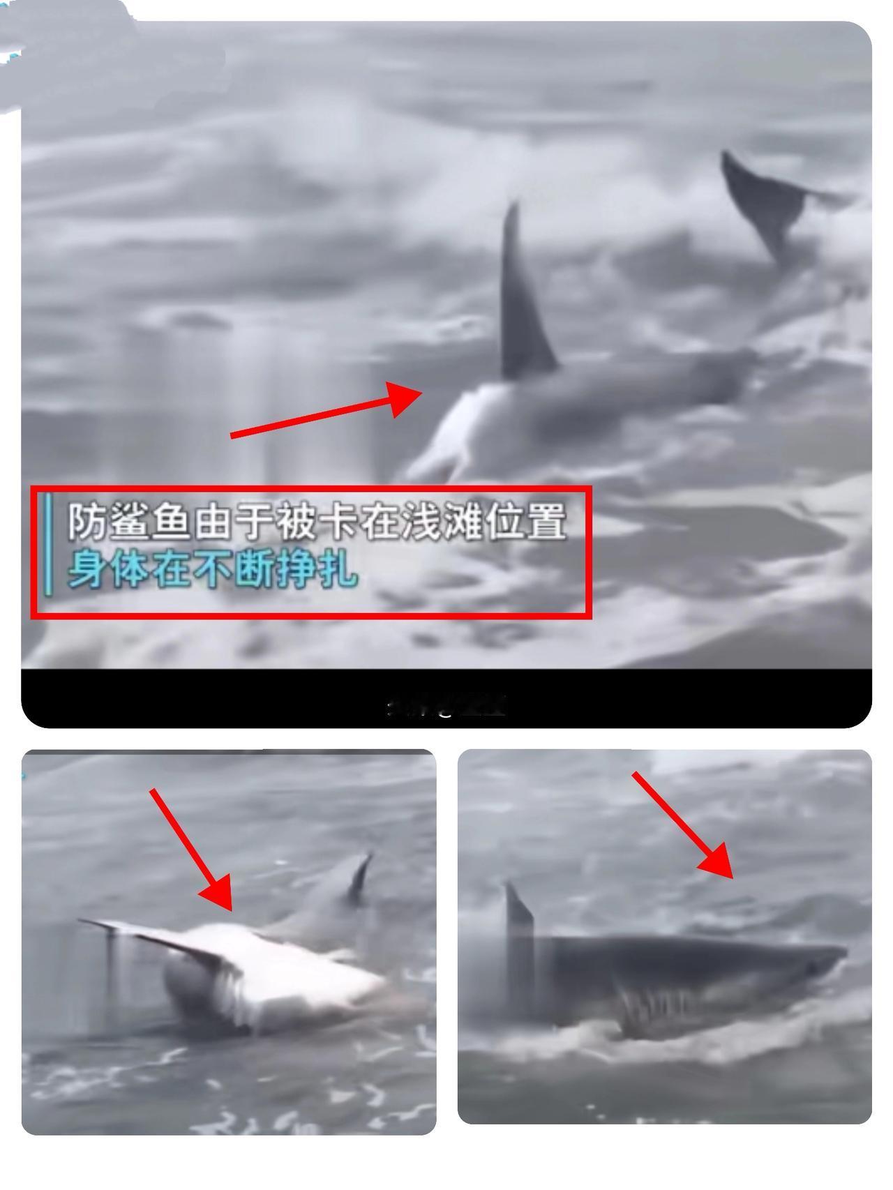 深海掠食者的生存呐喊：大白鲨的海洋警示在汹涌波涛与浅滩交界的生死线，大白鲨