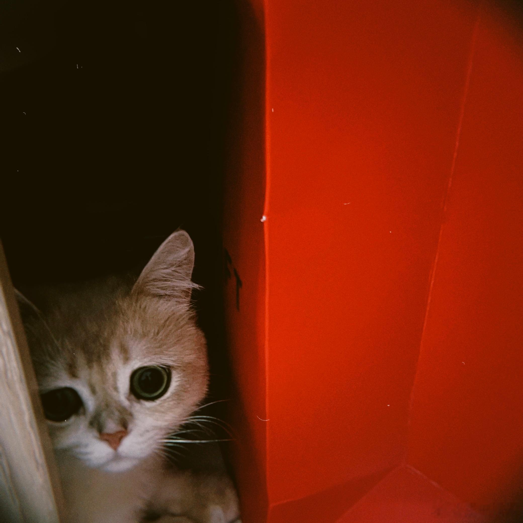 出了一身汗，刚刚找了20分钟猫咪房间角角落落找了一遍。我刚准备离开了，走到门口