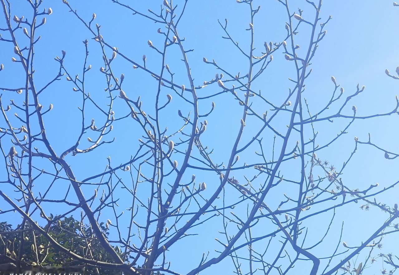 我发现，我公公婆婆有个怪习惯。上周六我撞见婆婆蹲在阳台给绿萝浇水，阳光透过纱