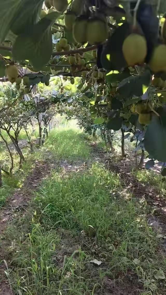 陕西宝鸡，果农为了有个好收成，花高价买肥料，高高兴兴撒在猕猴桃树根下，结果没多久