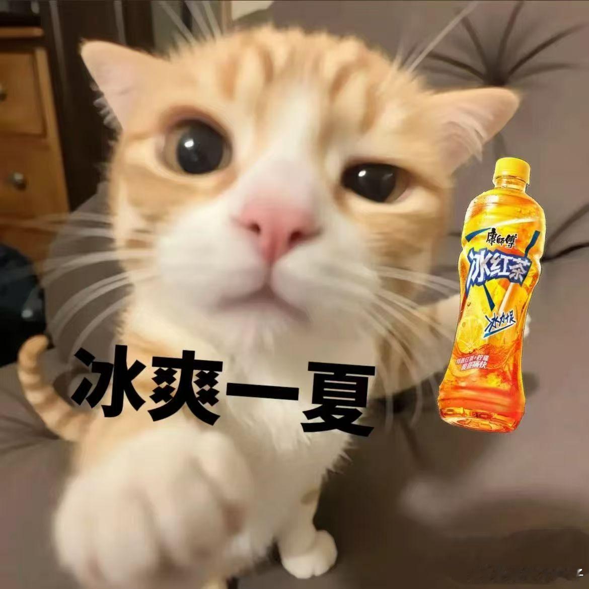 喵~和我一起加入康师傅冰红茶联盟，畅饮冰红茶，在夏日感受痛快滋味无可替代的