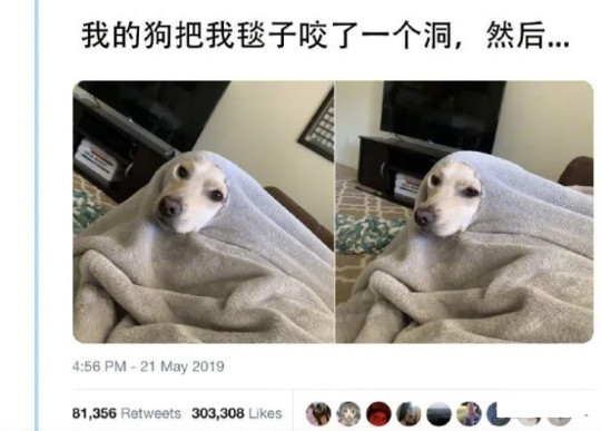 狗把我毯子咬了一个洞