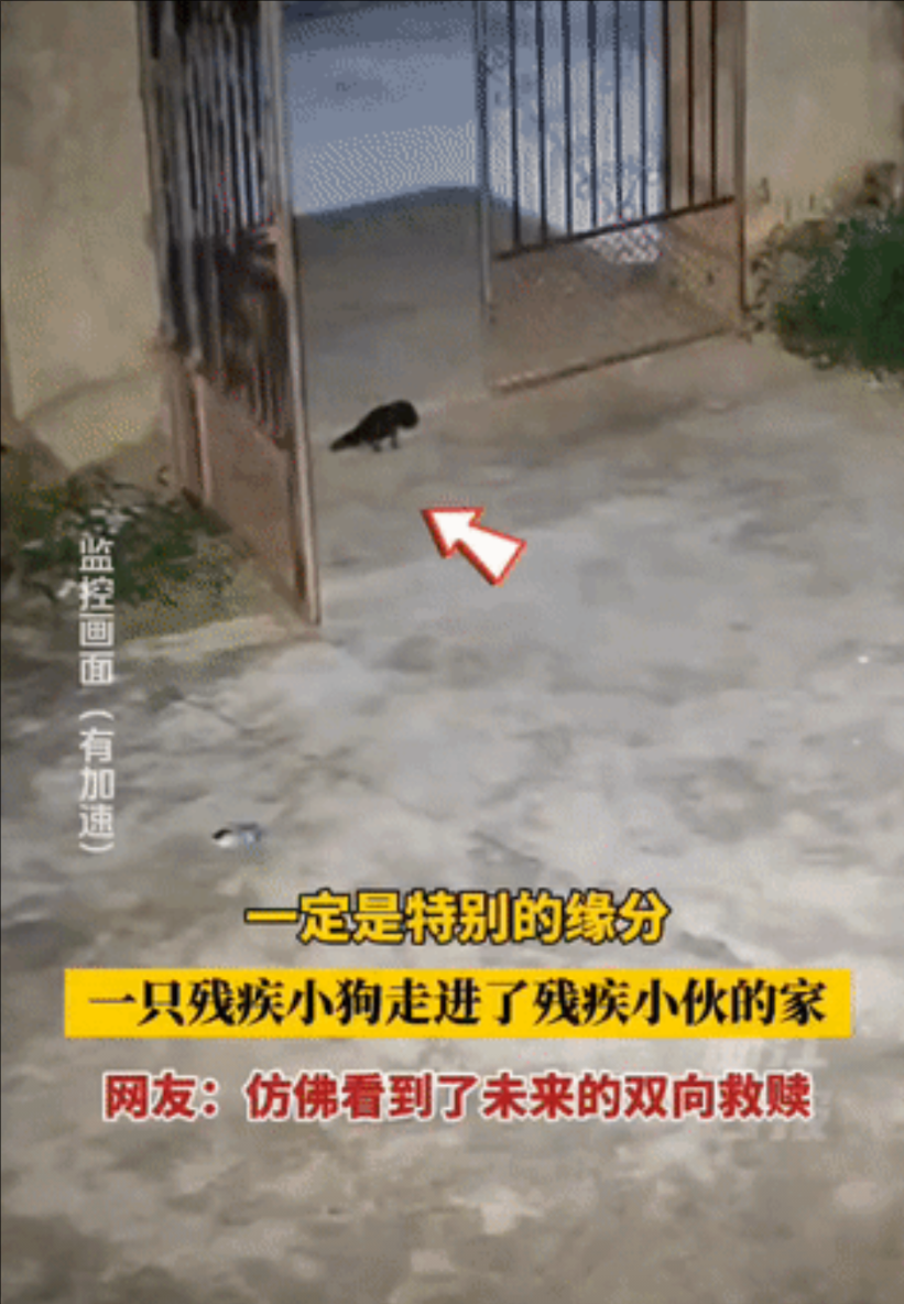 江西上饶，一只小狗踉跄着爬进一户人家院子，悄悄藏进了草丛。小伙听到草丛有动静，拄