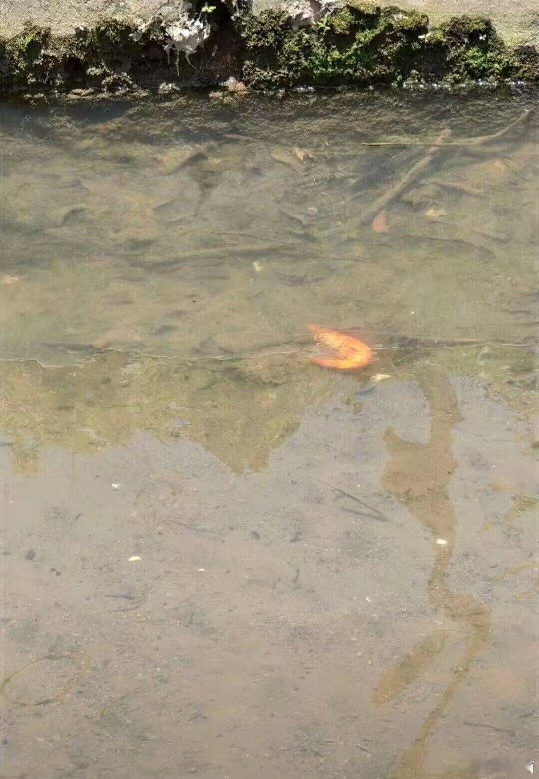 卧槽，这虾在河里直接熟了？？？广州