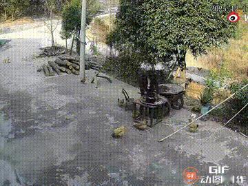 湖南长沙一位老人在家干活时，突然有一辆白色车子开到他家门口，然后车上的人用违规的