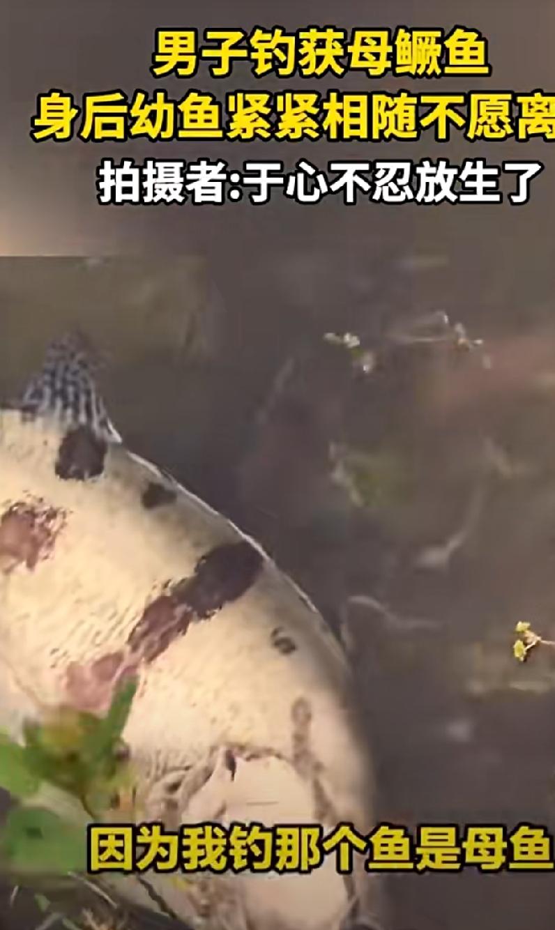 河南信阳，一男子外出钓鱼，运气爆棚钓上来一条七八斤重的母鳜鱼，心里还美滋滋的想着