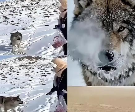 新疆奇台一个牧民十年前喂过一只小狼，临走时随口说了句“老了混不下去就回来，我养你