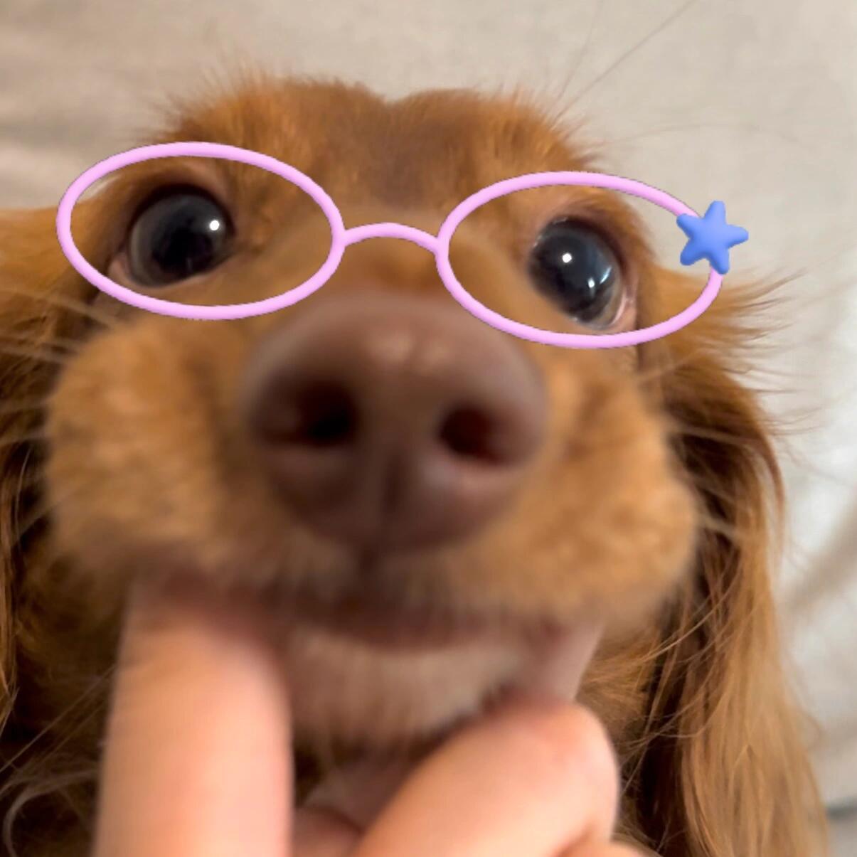 小狗会一直爱你🐕