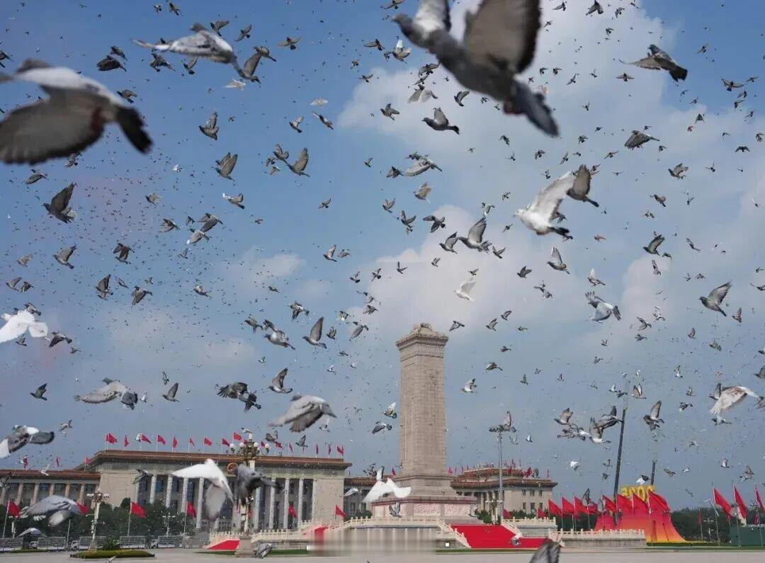今天在天安门广场上放飞的8万只和平鸽🕊，是征集的来自北京市10个区的鸽友们自愿