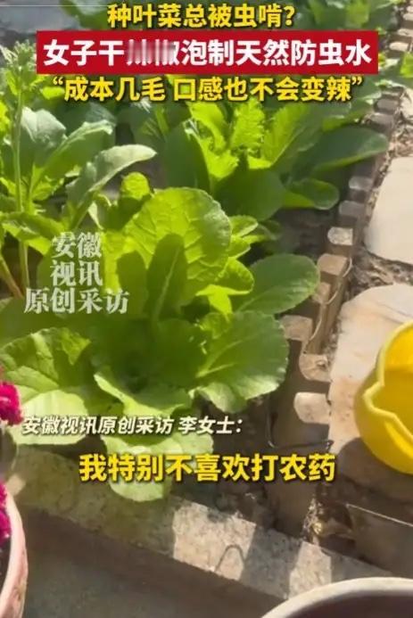 人怎么这么聪明！河北石家庄，一女子在家种青菜，结果大多被虫子吃的一干二净，女子疑
