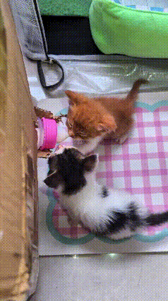 这俩小奶猫也太可爱了，就一个奶瓶，俩小家伙你推我搡争着喝奶。一个正叼着奶嘴咕咚咕
