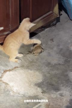 小猫你真的是没什么好玩的了吗！
