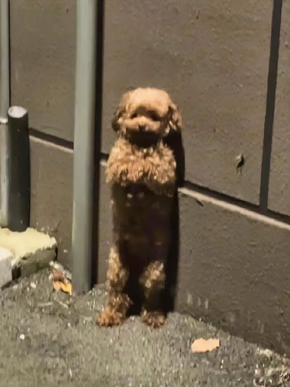 上海夜晚，流浪的泰迪，每一步都是对家的期盼。回家途上，男子在小区附近遇见一只