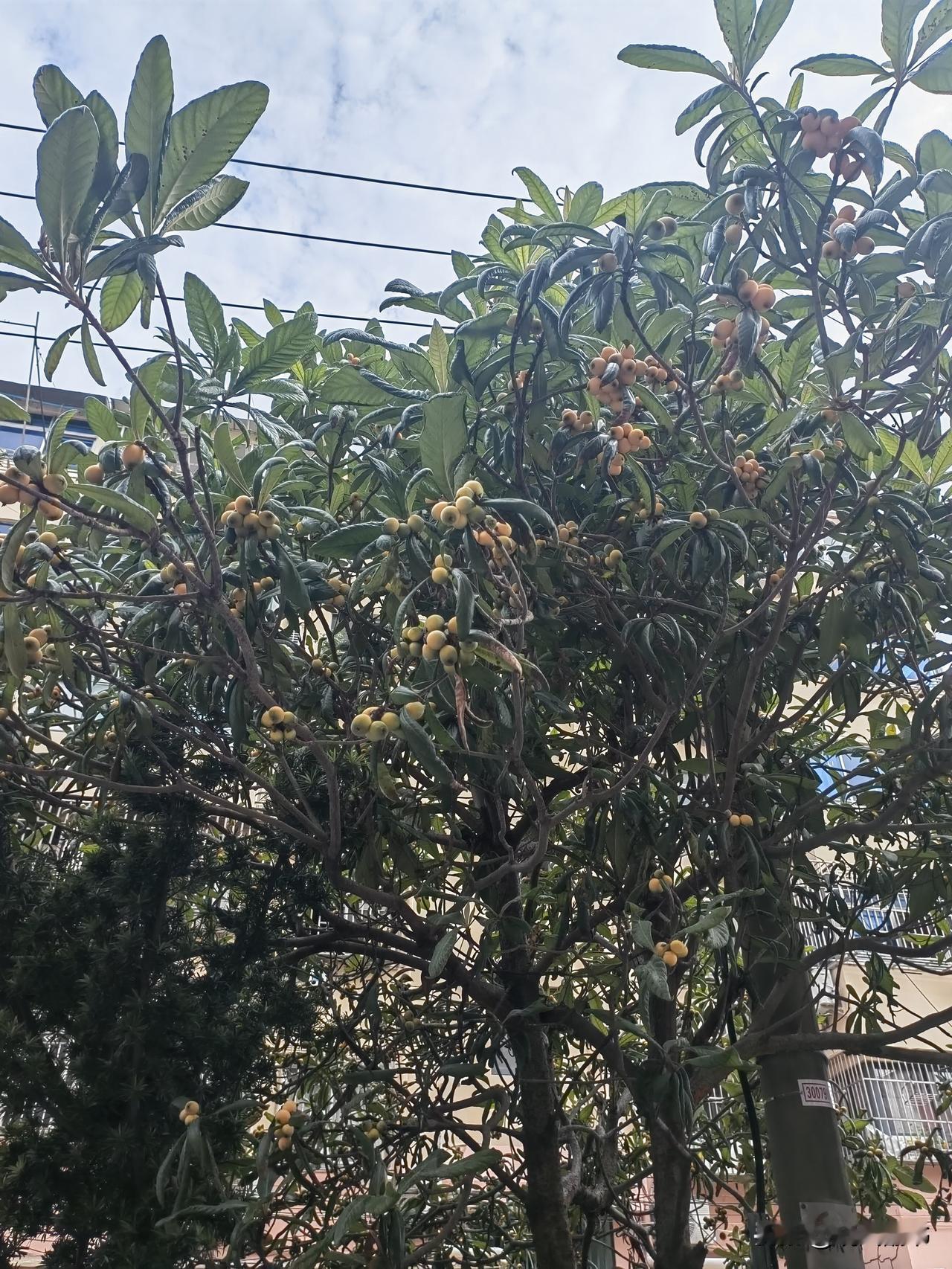 楼老师家的枇杷树，枇杷金灿灿、沉甸甸地挂满枝头，这里是上海浦东的一处老小区。