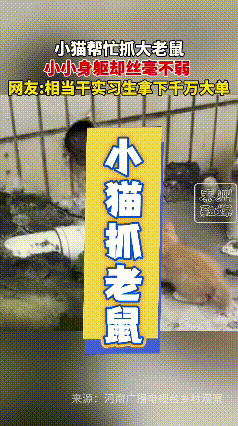 刷到这个视频可把我看愣了！就这么个小奶猫，瞅着个头不大，胆子可真不小，盯着洞口的